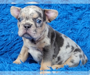 French Bulldog Puppy for sale in BOSTON, MA, USA