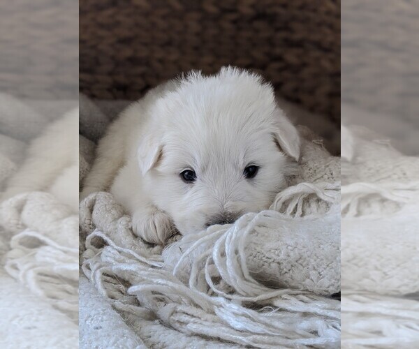 Medium Photo #63 Great Pyrenees Puppy For Sale in FALCON, CO, USA