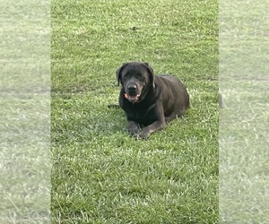 Mother of the Labrador Retriever puppies born on 05/26/2025
