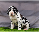 Small #8 Great Dane