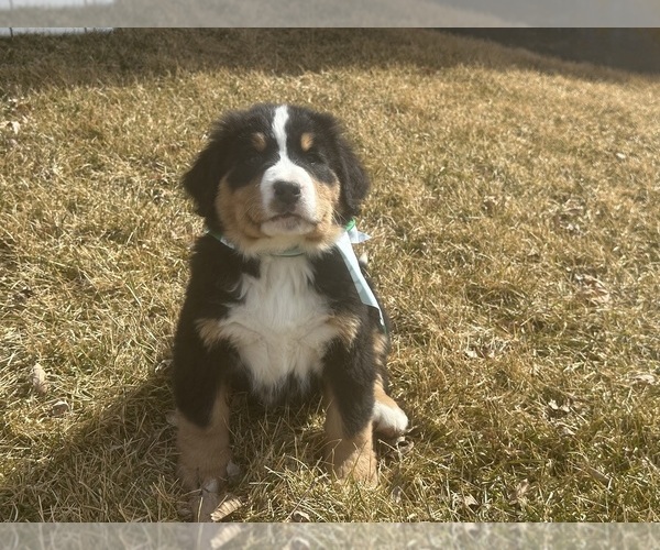 Medium Photo #10 Bernese Mountain Dog Puppy For Sale in ATHENS, WI, USA
