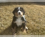 Small #9 Bernese Mountain Dog
