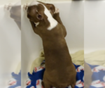 Small #3 Boston Terrier