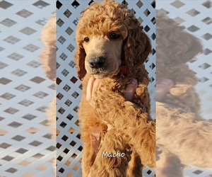 Poodle (Standard) Puppy for sale in EL PASO, TX, USA