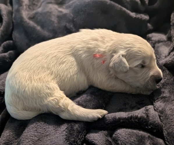 Medium Photo #2 Golden Retriever Puppy For Sale in MODESTO, CA, USA