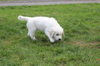Small Photo #9 Golden Retriever Puppy For Sale in KINGSTON, WA, USA