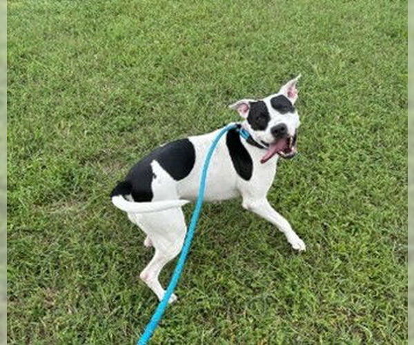 Medium Photo #12 American Pit Bull Terrier Puppy For Sale in Rockville, MD, USA