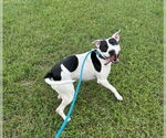 Small #11 American Pit Bull Terrier