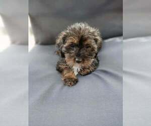 Maltipoo (Miniature) Puppy for sale in WOBURN, MA, USA