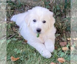 Great Pyrenees Puppy for sale in BRIGHTON, IA, USA