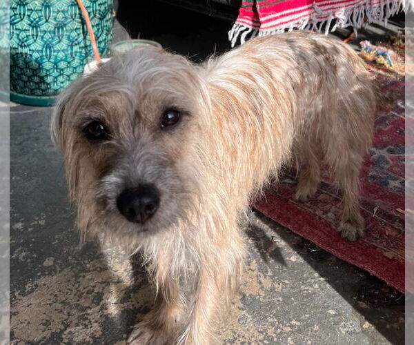 Medium Photo #2 Mutt Puppy For Sale in Salt Lake City, UT, USA