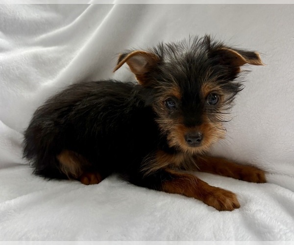 Medium Photo #4 Yorkshire Terrier Puppy For Sale in FAIR HAVEN, MI, USA