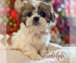 Small #1 Shih Tzu