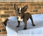 Small Photo #6 French Bulldog Puppy For Sale in FORESTVILLE, CA, USA
