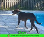 Small #1 Mutt