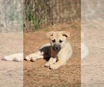 Small Photo #4 Australian Shepherd-Unknown Mix Puppy For Sale in McDonough, GA, USA