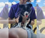 Puppy Cresent Border Collie