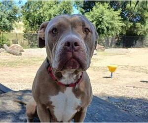 Mutt Dogs for adoption in Martinez, CA, USA