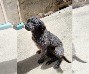Cockapoo (Miniature) Puppy for sale in BALTIMORE, MD, USA