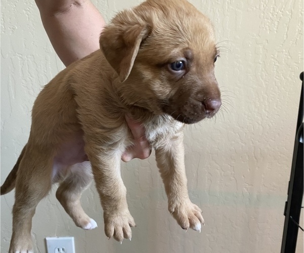 Medium Photo #4 Labrador Retriever-Mutt Mix Puppy For Sale in BAKERSFIELD, CA, USA