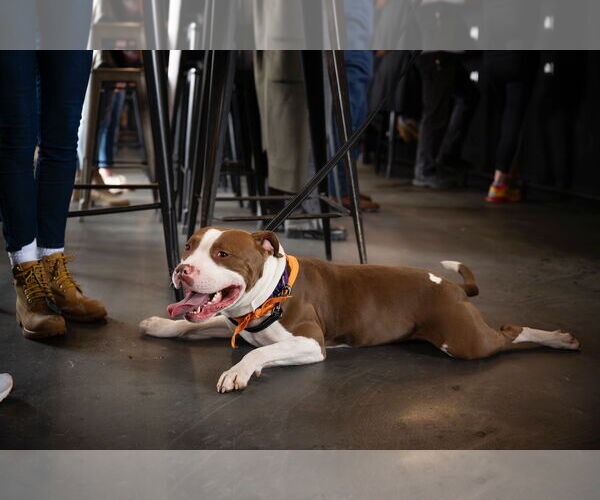 Medium Photo #5 Mutt Puppy For Sale in Alexandria, VA, USA