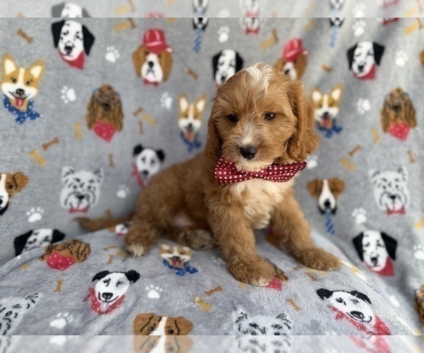 Medium Photo #7 Cavapoo (Miniature) Puppy For Sale in LAKELAND, FL, USA