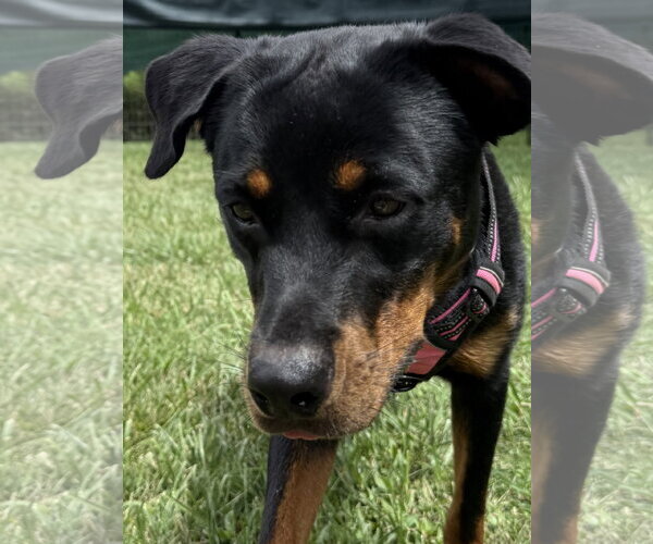 Medium Photo #4 Rottweiler Puppy For Sale in Mooresville, NC, USA