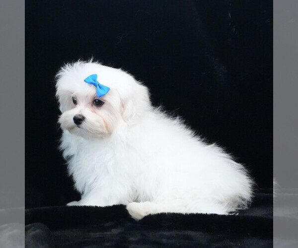 Medium Photo #6 Maltese Puppy For Sale in ROCK VALLEY, IA, USA