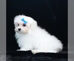 Small #5 Maltese