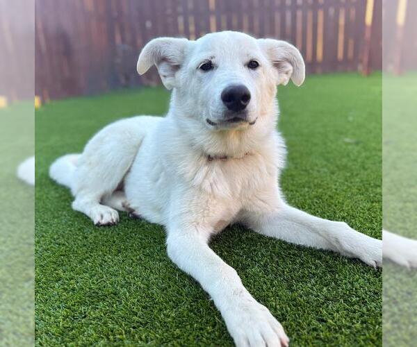 Medium Photo #2 Labrador Retriever-Unknown Mix Puppy For Sale in San Diego, CA, USA