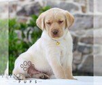 Small #3 Labrador Retriever