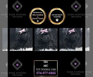 Poodle (Toy) Puppy for sale in WARSAW, IN, USA