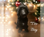 Puppy Tito Bernedoodle