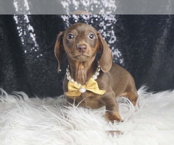 Medium Photo #5 Dachshund Puppy For Sale in WARSAW, IN, USA