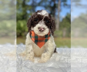 Goldendoodle Puppy for sale in FROSTPROOF, FL, USA