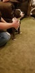 Small Photo #4 American Bully Puppy For Sale in CRESTON, MT, USA