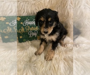 Aussiedoodle Puppy for sale in BEECH GROVE, IN, USA