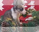 Puppy 1 Pomsky-Siberian Husky Mix