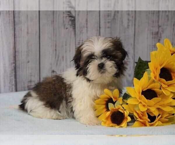 Medium Photo #3 Shih Tzu Puppy For Sale in FREDERICKSBG, OH, USA