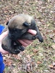 Small Photo #5 Belgian Malinois Puppy For Sale in BLACK ROCK, AR, USA