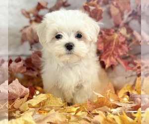 Maltese Puppy for sale in ROCK STREAM, NY, USA