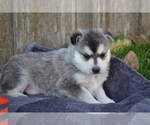 Small #2 Alaskan Klee Kai