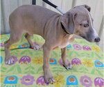 Small #3 Italian Greyhound