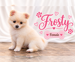 Litter of 4 - Male(s) and Female(s) ChiranianLitter of Puppies for Sale - Photo #12