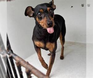Chipin Dogs for adoption in Houston, TX, USA