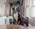 Small #3 Great Dane
