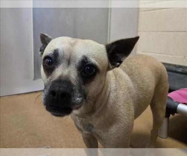 Medium Photo #1 Mutt Puppy For Sale in Martinez, CA, USA