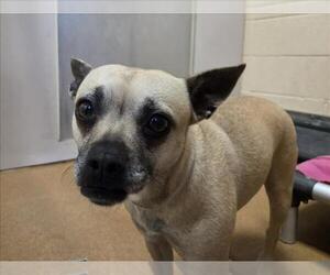 Mutt Dogs for adoption in Martinez, CA, USA