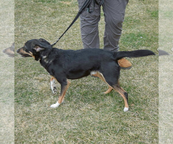 Medium Photo #3 Mutt Puppy For Sale in Huntley, IL, USA