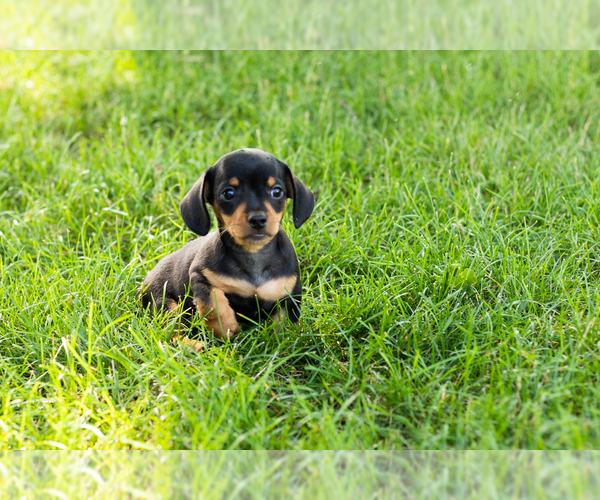 Medium Photo #5 Dachshund Puppy For Sale in NAPPANEE, IN, USA
